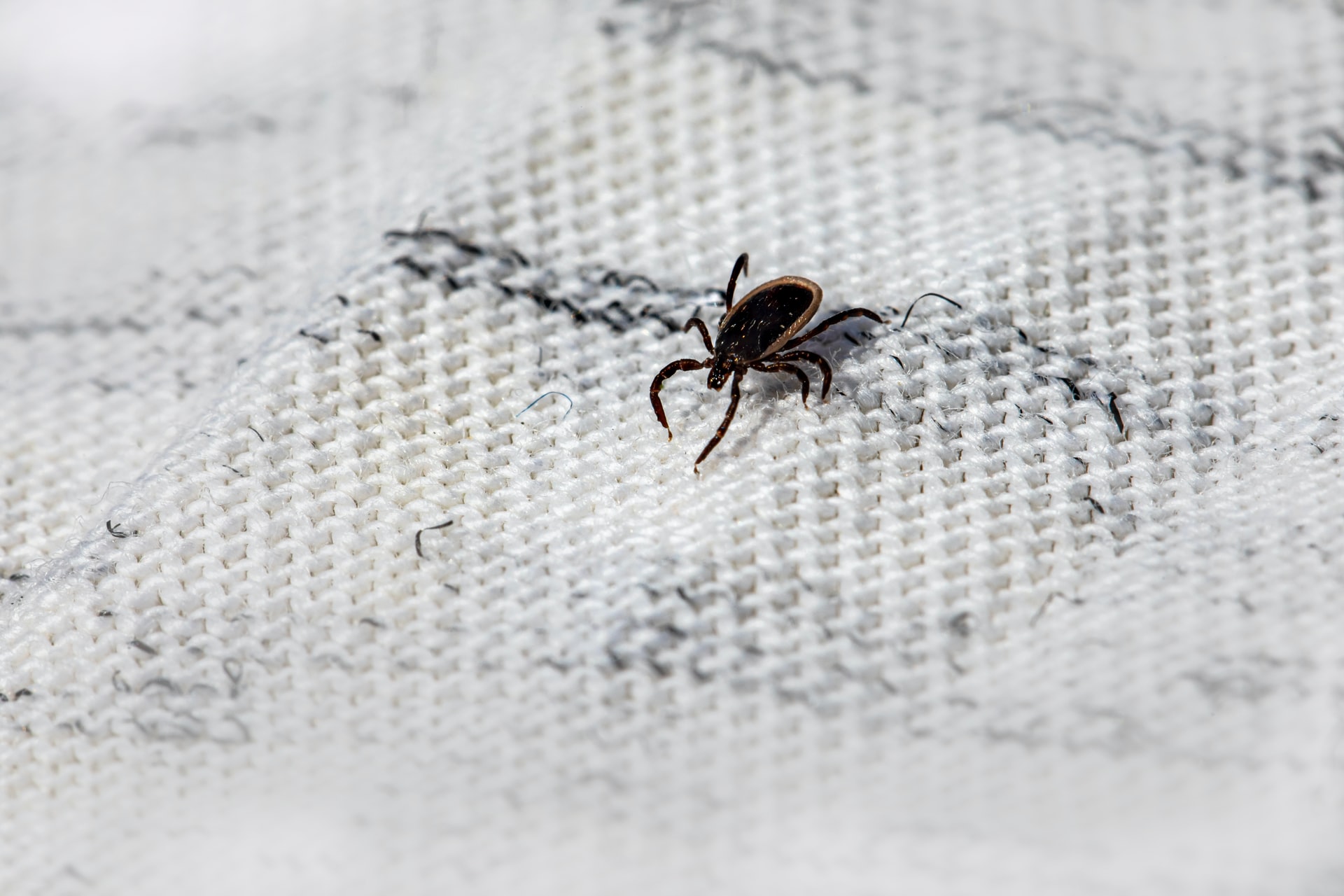 Can You Squish a Tick or Is It Dangerous? - MyGreenTent.com